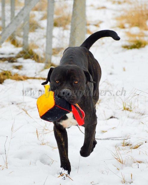 Cube de rappel pour Bandog