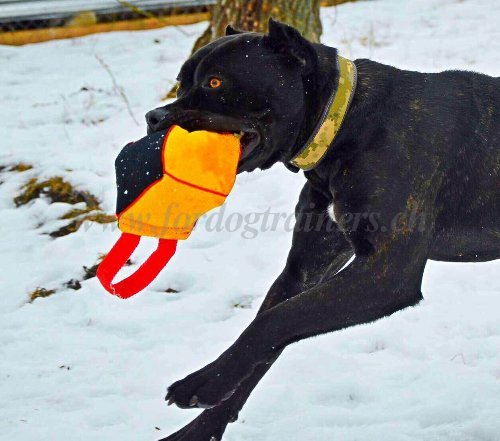 Cube de dressage pour Bandog