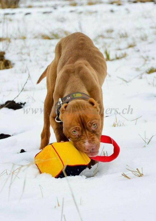 Cube d'entranement pour Pitbull