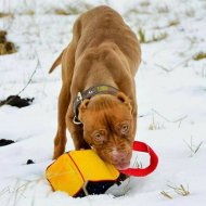 Beisswulst aus French Linen fr Pitbull