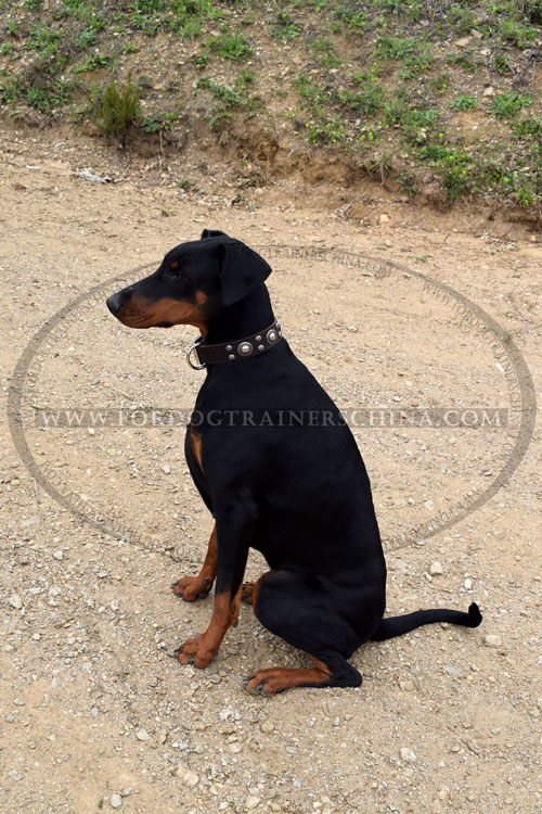 Lederhalsband fr Dobermann Schweiz kaufen