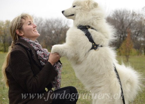 Apprendre l'ordre "Assis"  son chien