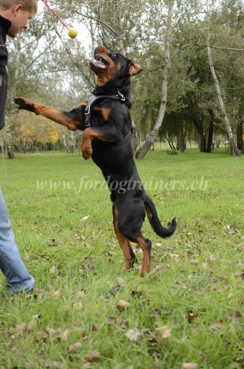 Harnais en cuir pour Rottweiler