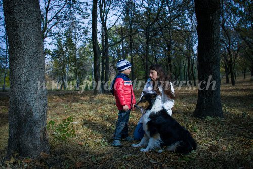 Matriel
canin pour Border Collie