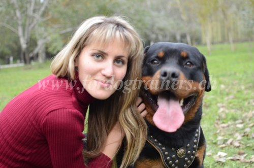 Harnais en cuir dcor pour Rottweiler