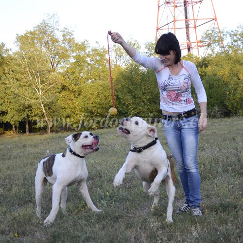 Matriel de dressage pour Bouledogue amricain