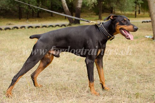 Matriel de dressage pour Dobermann