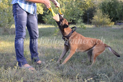 Matriel de dressage pour Malinois