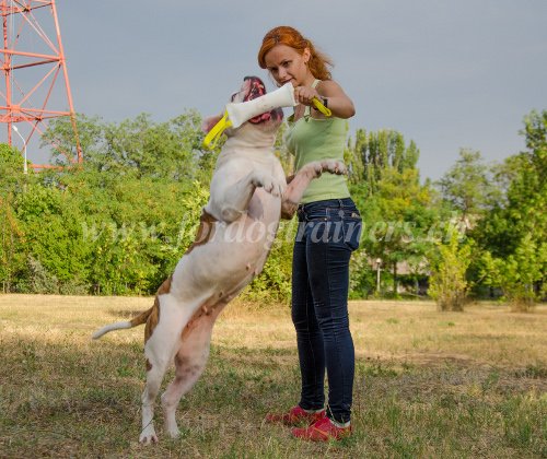 ducation canine - Exercices physiques