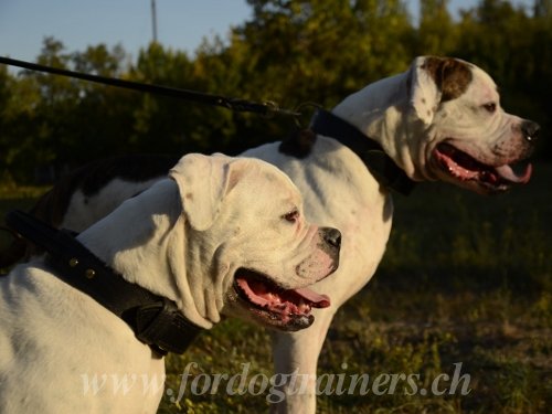 Bouledogue amricain