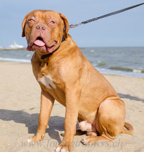 Dogue de Bordeaux