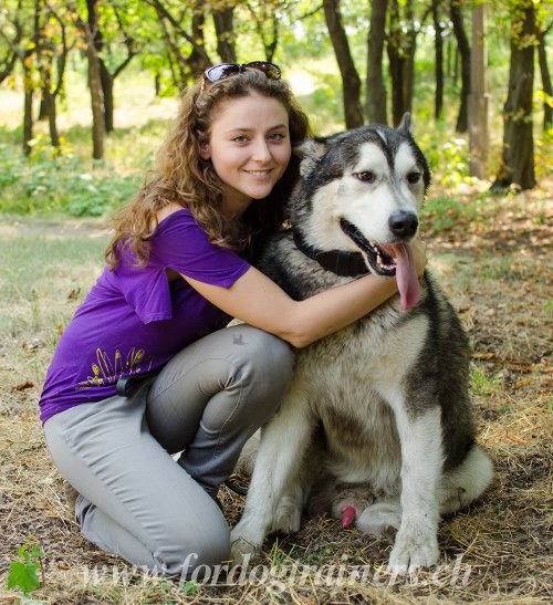 Malamute de l'Alaska