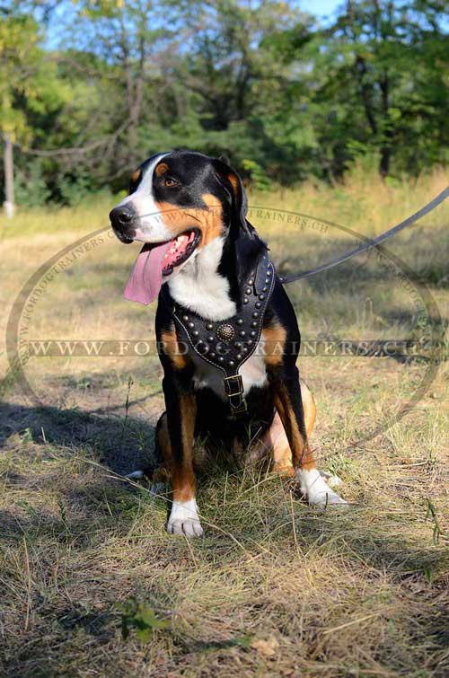 Harnais en cuir H11 lgant dcor 
          la main de promenade pour chien