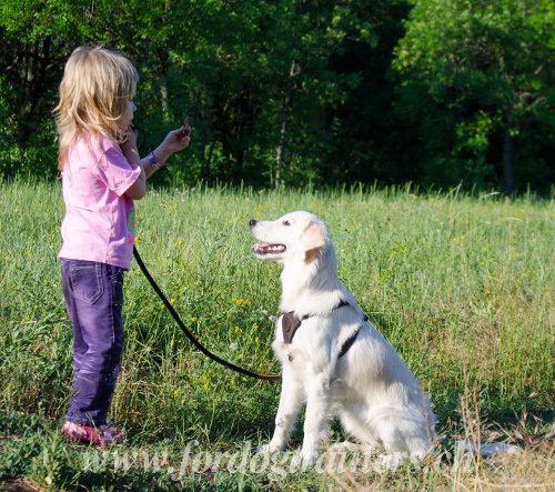 Comment dresser un chiot