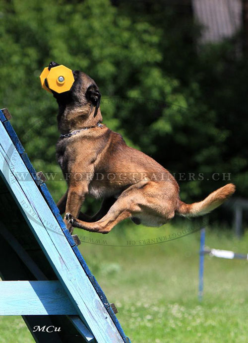 Haltre pour chien de Berger