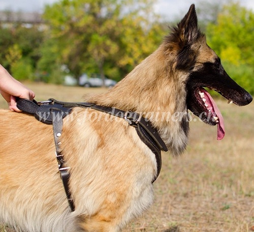 Harnais en cuir pour chien de Tervueren