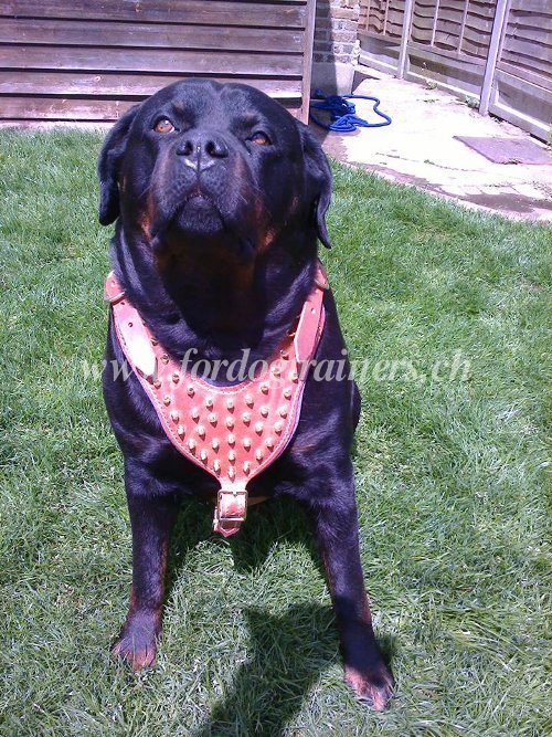 Harnais pour Rottweiler