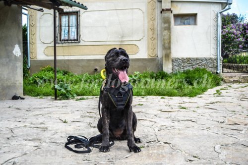 Collier rsistant pour Bandog