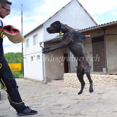 Collier pour Bandog Qualit & Confort