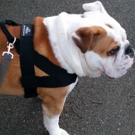 Hundegeschirr Nylon fr Englische Bulldogge Superleicht