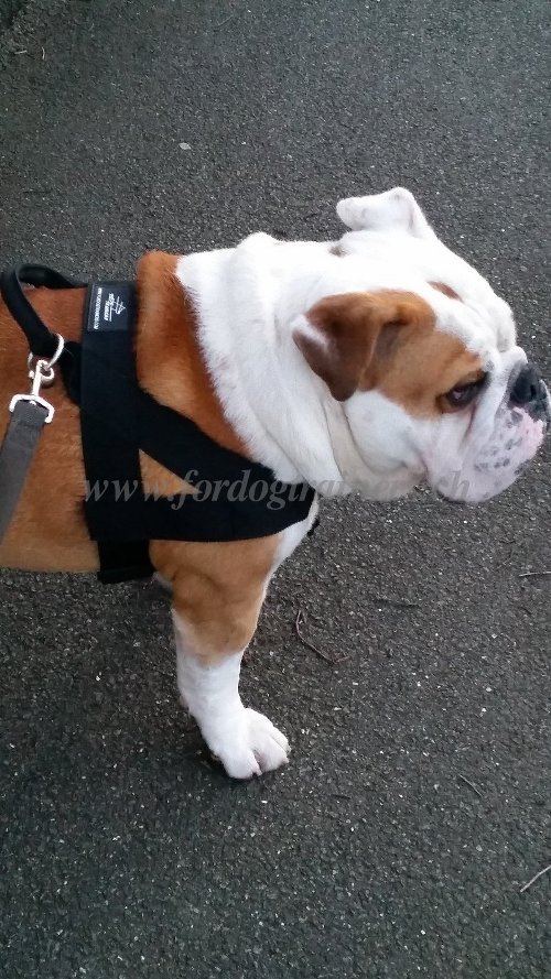 Harnais en nylon pour Bouledogue anglais Top Qualit