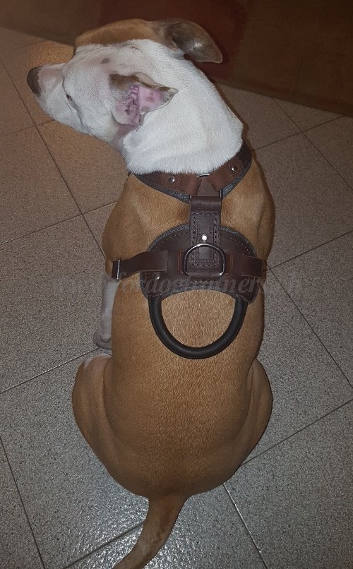 Harnais
en cuir pour Amstaff