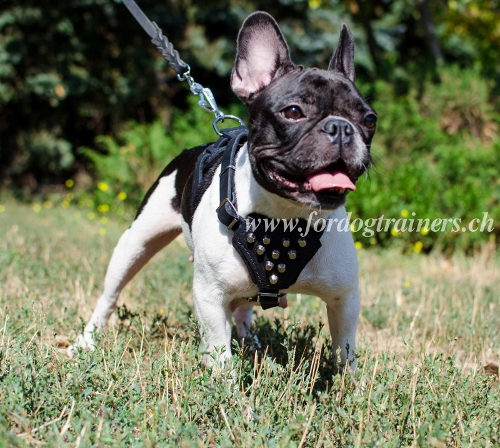 Harnais en cuir pour Bouledogue franais