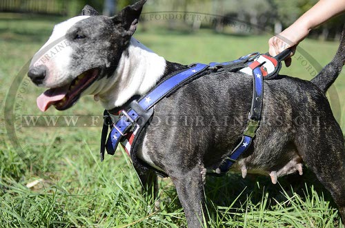 Harnais pour Bull Terrier