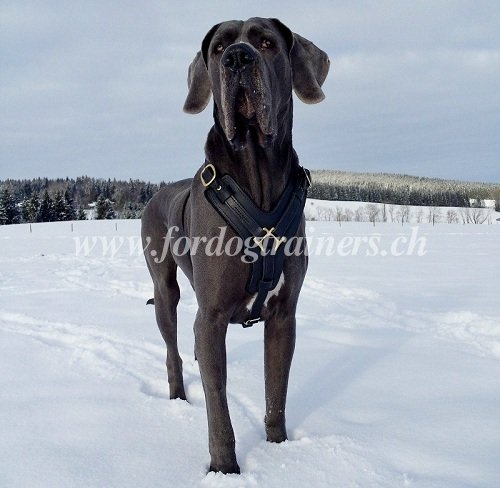 Harnais fiable pour Dogue allemand