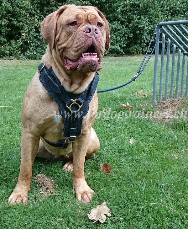 Harnais fiable pour Dogue de Bordeaux