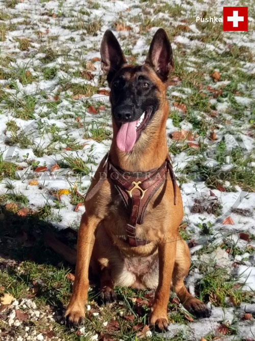 Harnais universel pour Malinois