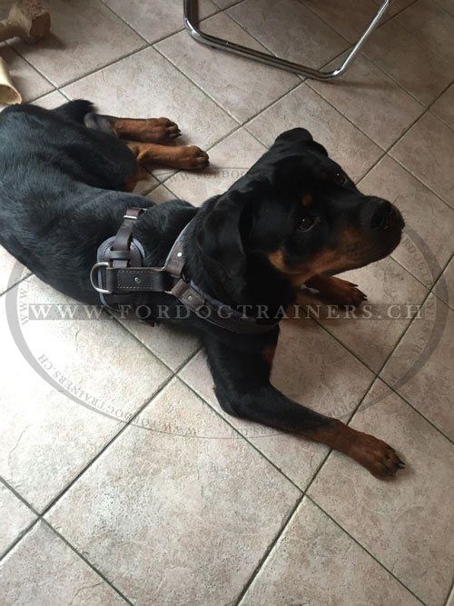 Harnais confort pour Rottweiler