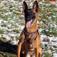 Harnais pour chien Malinois