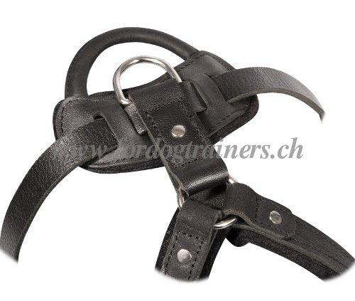 Harnais en cuir pour Rottweiler - construction
confortable