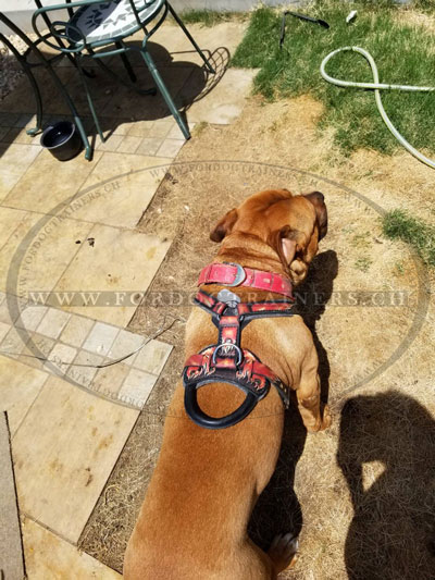 harnais design pour chien gros amstaff