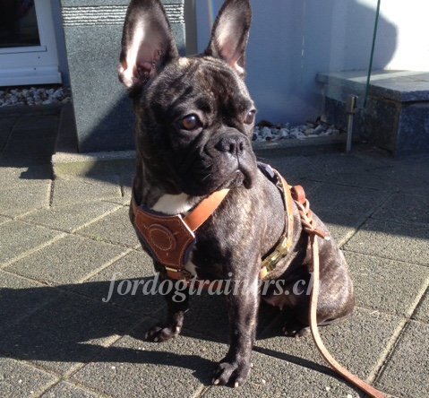 Harnais pour Bouledogue franais