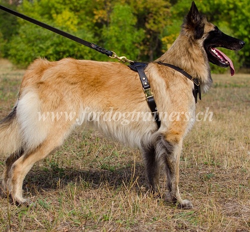 Harnais pour chien de Tervueren Fait Main