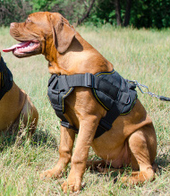 Harnais en polyester universel | Harnais Sport et
              Dressage pour Dogue de Bordeaux