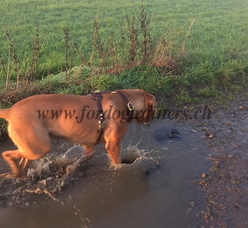 Harnais solide pour Dogue de Bordeaux