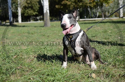 Harnais en cuir noir pour Bull Terrier