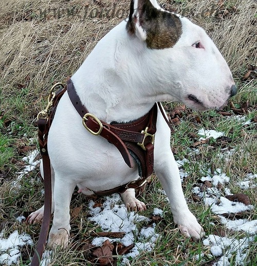 Harnais en cuir pour Bull Terrier