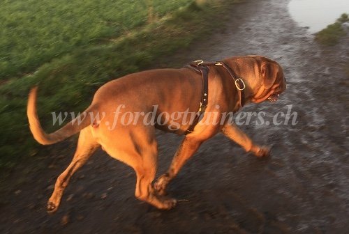 Harnais en cuir pour Dogue de Bordeaux