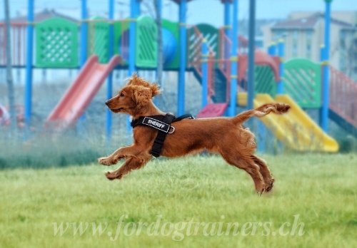 Harnais ergonomique pour Spaniel