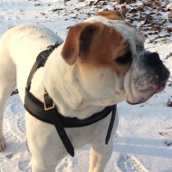 Zuggeschirr aus Leder fr Amerikanische Bulldogge