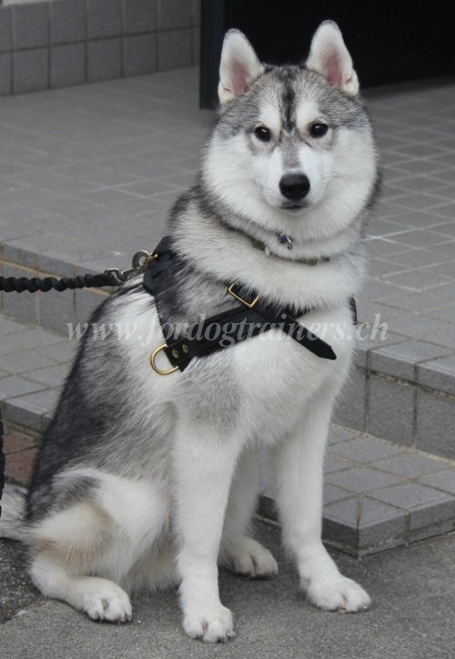 Harnais en meilleur cuir pour Husky