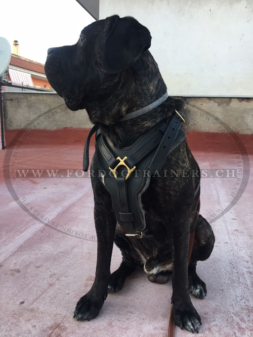 Harnais ergonomique pour Cane Corso