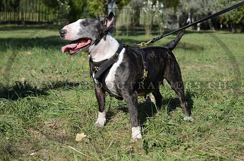 Harnais multi-tches pour Bull Terrier