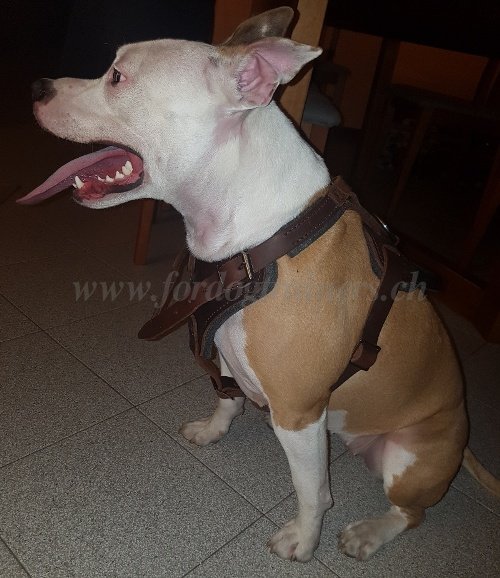 Harnais fiable pour Amstaff