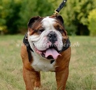 Brustgeschirr aus Leder fr Englische Bulldogge