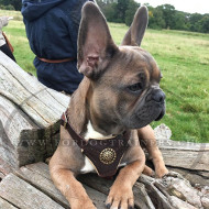 Leather Dog Harness with Medallion for French Bulldog